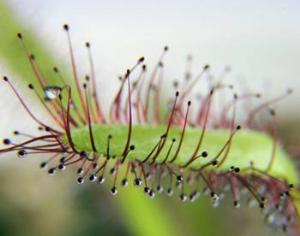 В Казани прописались растения-хищники