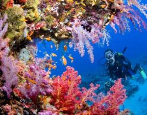 В Крыму проходит выставка подводных картин