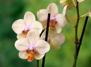 Фаленопсис гибридный: уход