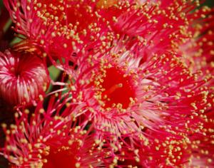 Листья эвкалипта отталкивают воду