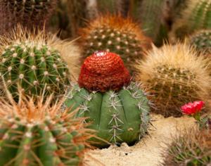 Ботаник оказался под следствием из-за разведения кактусов