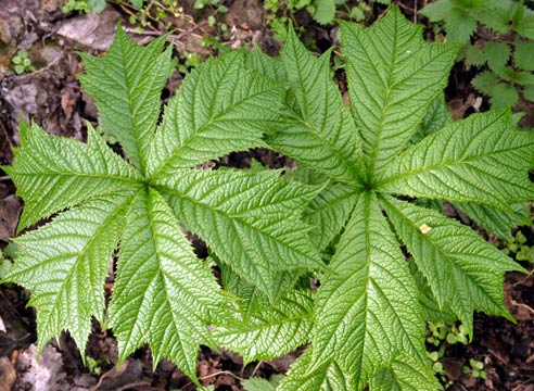 Роджерсия, Rodgersia