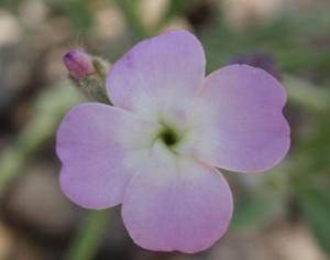 Растения могут узнавать своих родственников