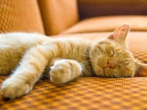 В Питере появилось кафе с кошками