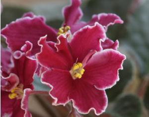 В Москве состоится выставка фиалок