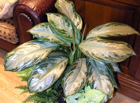 Диффенбахия, Dieffenbachia