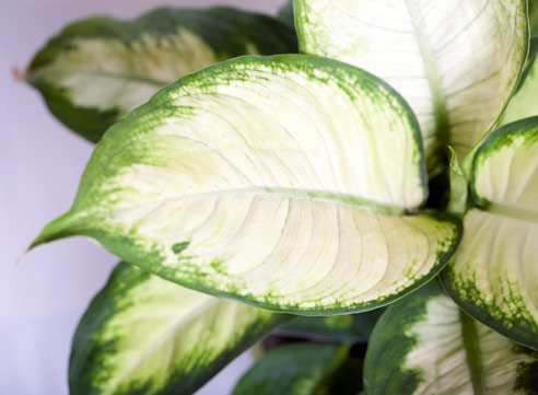 Диффенбахия, Dieffenbachia