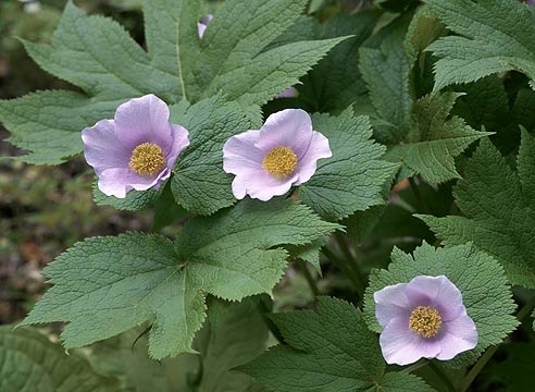 Глауцидиум пальчатый,Glaucidium palmatum 