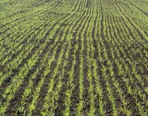 Растения, дающие биотопливо, убьют все живое