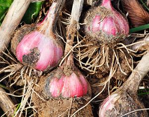 Чеснок защищает от инфаркта