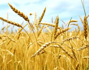 Из Таджикистана ввозят зараженные растения