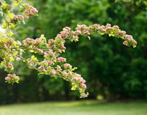 Ученые нашли ген, провоцирующий рост растений при высокой температуре