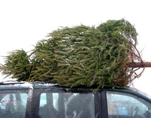 Покупателей елки без чека могут посадить