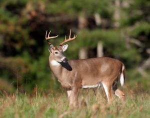 Олени съели 10 тысяч рождественских елок 