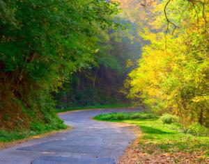 Пешеходные дорожки сузятся ради деревьев