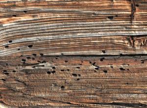 Жучки в стенах. Что делать?