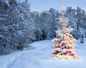 Новогоднюю елку можно взять напрокат