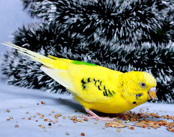 Выставка волнистых попугаев и экзотических птиц в музее имени Тимирязева 