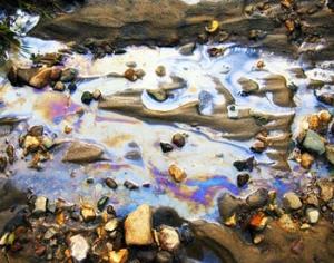 Грибы, бактерии и деревья очистят мир от нефти