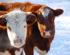 Новогодними елками будут кормить коров 