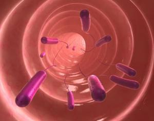 Ученые собрали дисплей из кишечных палочек