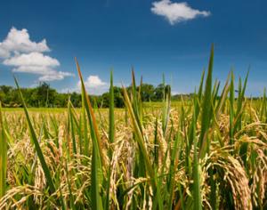 Найден белок, сообщающий растениям планы микробов