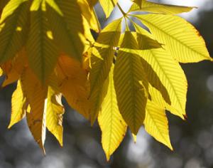 Московским каштанам угрожает моль