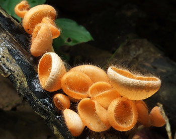 Ученые нашли древнейший гриб, подружившийся с деревом 