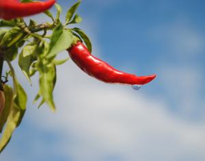 Жгучесть перца зависит от климата