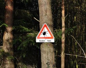 Новое лекарство от клещевого энцефалита в сто раз эффективнее прежнего