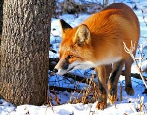 В Санкт-Петербурге пересчитали редких животных и растения