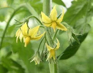 Ученые объяснили, какие гены превращают количество цветов в качество помидоров