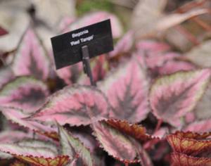 Латинские названия растений уступят место английским