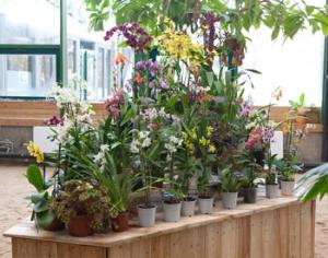 В Аптекарском огороде открылась выставка орхидей