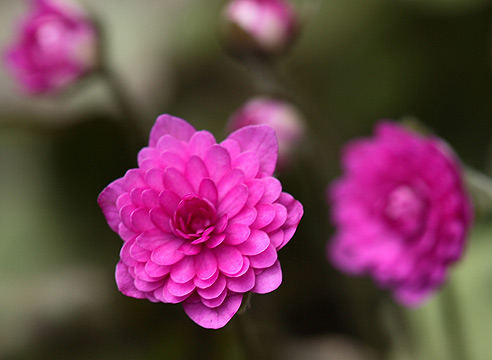 Гепатика благородная, Hepatica nobilis