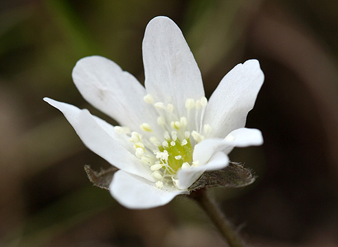 Гепатика азиатская, Hepatica