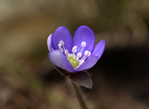 Гепатика благородная, Hepatica nobilis