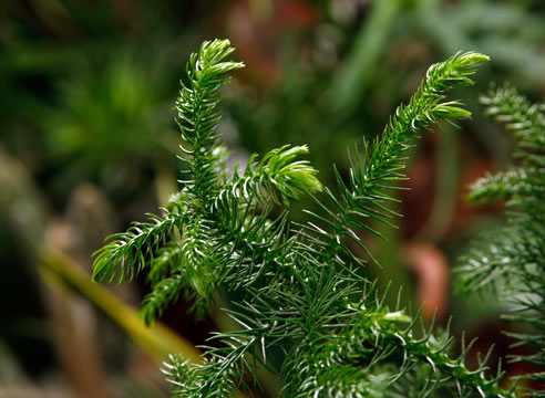 Араукария, Araucaria