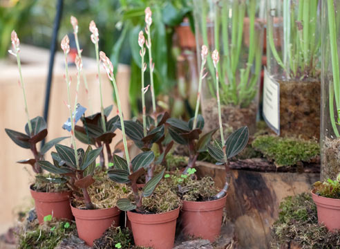 Выставка растений