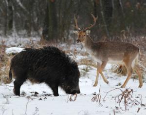 11 января — День заповедников и национальных парков