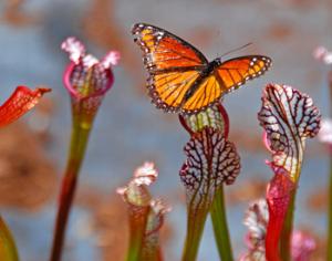 Растения-хищники умеют охотиться под землей