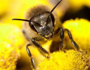 Мухи-паразиты превращают пчел в зомби