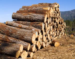 У Онежского полуострова остался последний шанс