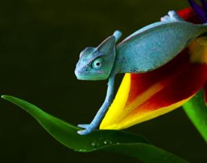 Ящерицы поумнеют из-за глобального потепления