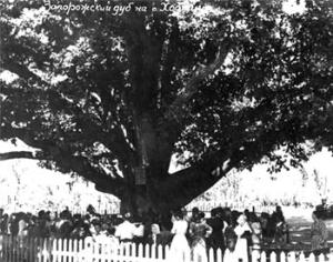 Древнейшее 700-летнее дерево Украины хотят клонировать и забальзамировать