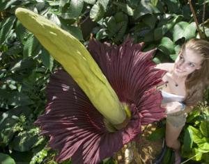 В Австралии распустился редчайший гигантский цветок