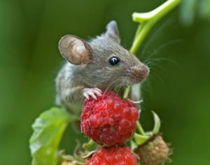 Ученые рассказали, через сколько поколений маленькие животные станут большими