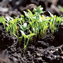 Когда сеять рассаду