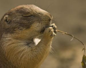 Сегодня в Америке отмечают <strong>День сурка</strong>