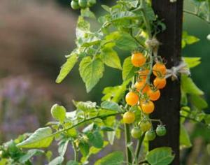 У сайта <strong>суперсадовник.рф</strong> — новая группа в сети <strong>Facebook</strong>